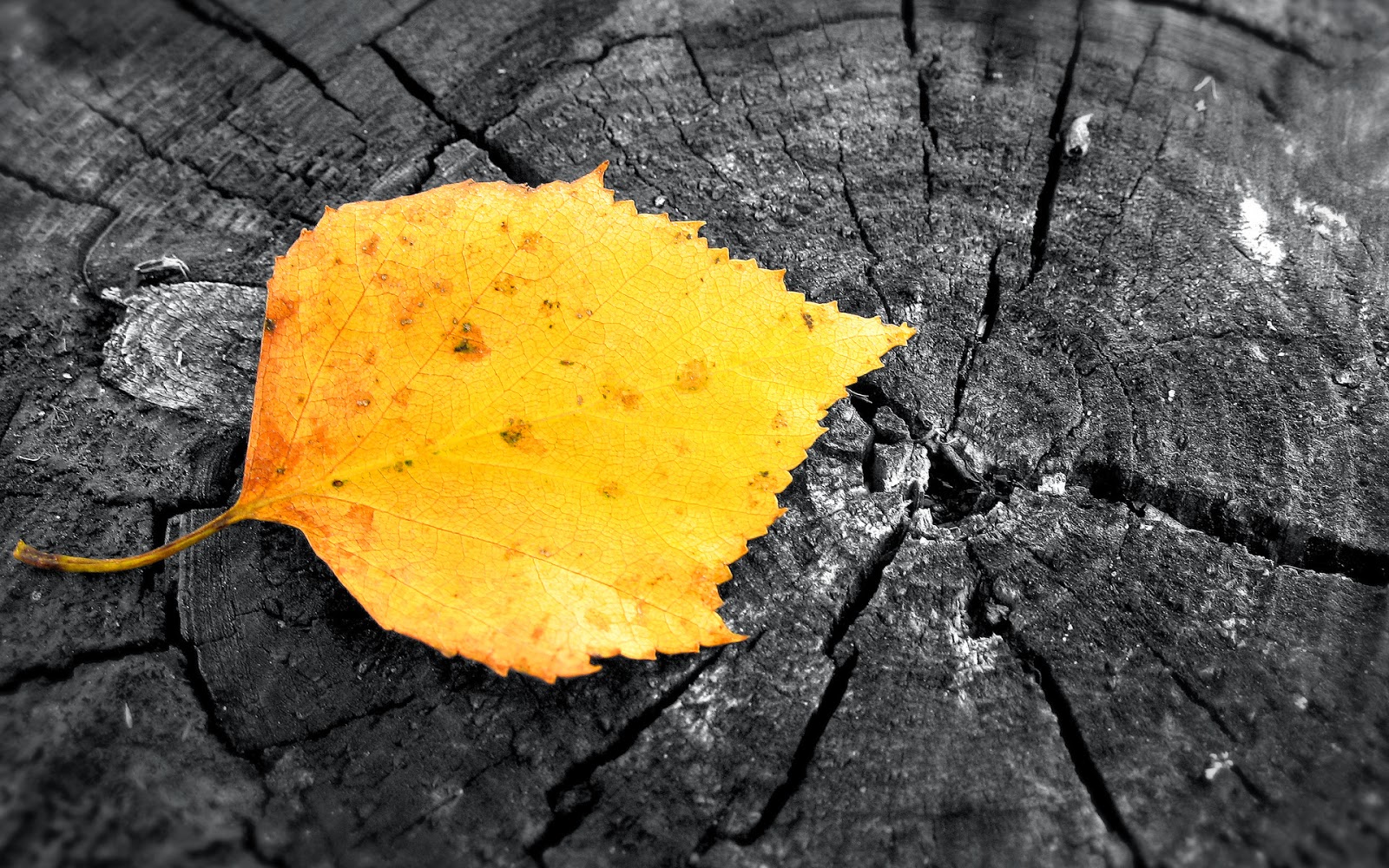 fond d'ecran 3d automne